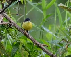 Todirostrum cinereum