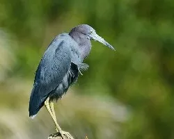 Egretta caerulea