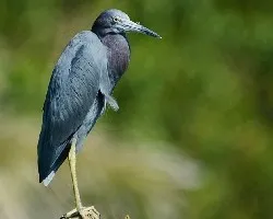 Egretta caerulea