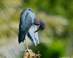 Egretta caerulea