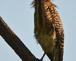 Tigrisoma mexicanum