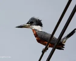 Megaceryle torquata