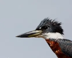 Megaceryle torquata