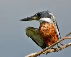 Megaceryle torquata