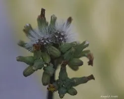 Yerbita