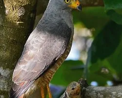 Buteo magnirostris