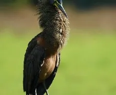 Tigrisoma mexicanum