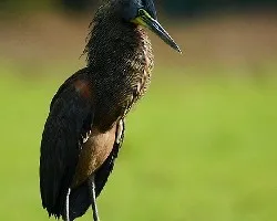 Tigrisoma mexicanum