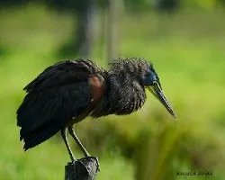 Tigrisoma mexicanum