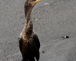 Phalacrocorax brasilianus
