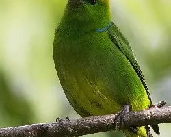 Chlorophonia callophrys