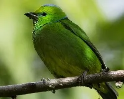 Chlorophonia callophrys