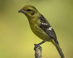 Piranga bidentata