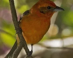 Piranga bidentata