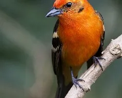 Piranga bidentata