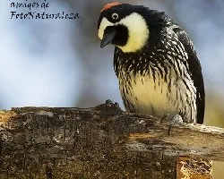 Melanerpes formicivorus