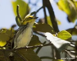 Setophaga virens