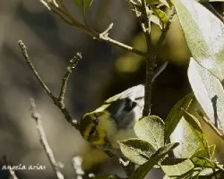 Setophaga virens