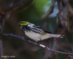 Setophaga virens
