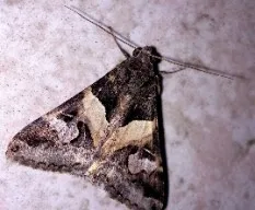 Melipotis indomita