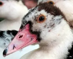Cairina moschata domestica