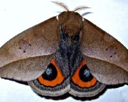 Automeris naranja