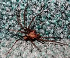 Loxosceles laeta