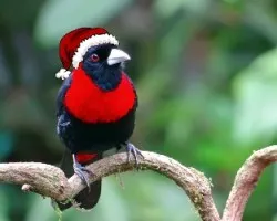 Tangara navideña