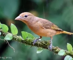 Piranga rubra