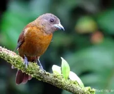 Ramphocelus passerinii