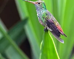 Amazilia tzacatl