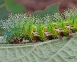 Oruga  de la automeris naranja
