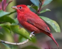 Piranga rubra