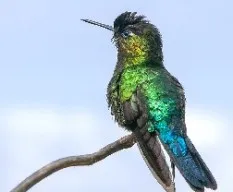 Panterpe insignis