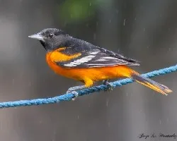 Icterus galbula