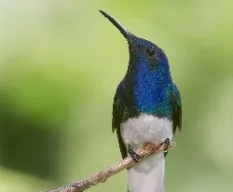 Florisuga mellivora