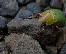 Crysina boucardi