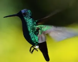 ColibrÃ al vuelo