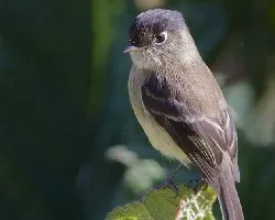 Empidonax atriceps