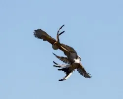 Tyrannus forficatus