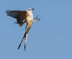 Tyrannus forficatus