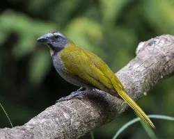 Saltator maximus