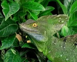 Reptil entre verdes