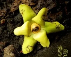 Guatteria sp