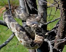Crotalus molossus