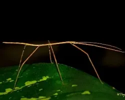 Insecto palo
