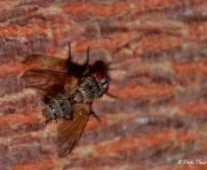 Mosca