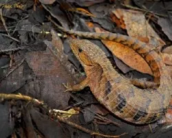 Barisia imbricata