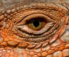 Iguana iguana