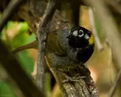 Melozone leucotis
